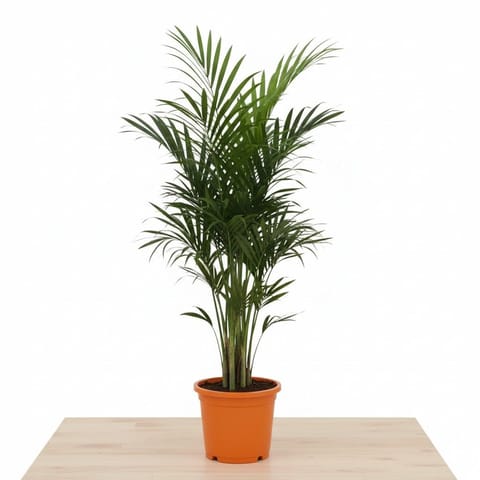 Areca Palm (~ 3 ft) in 9 Inch Colorful Nursery Pot (Any Colour)