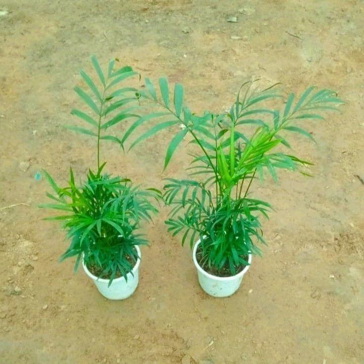 Set of 2 Bushy Table Areca Palm in 4 Inch Pot