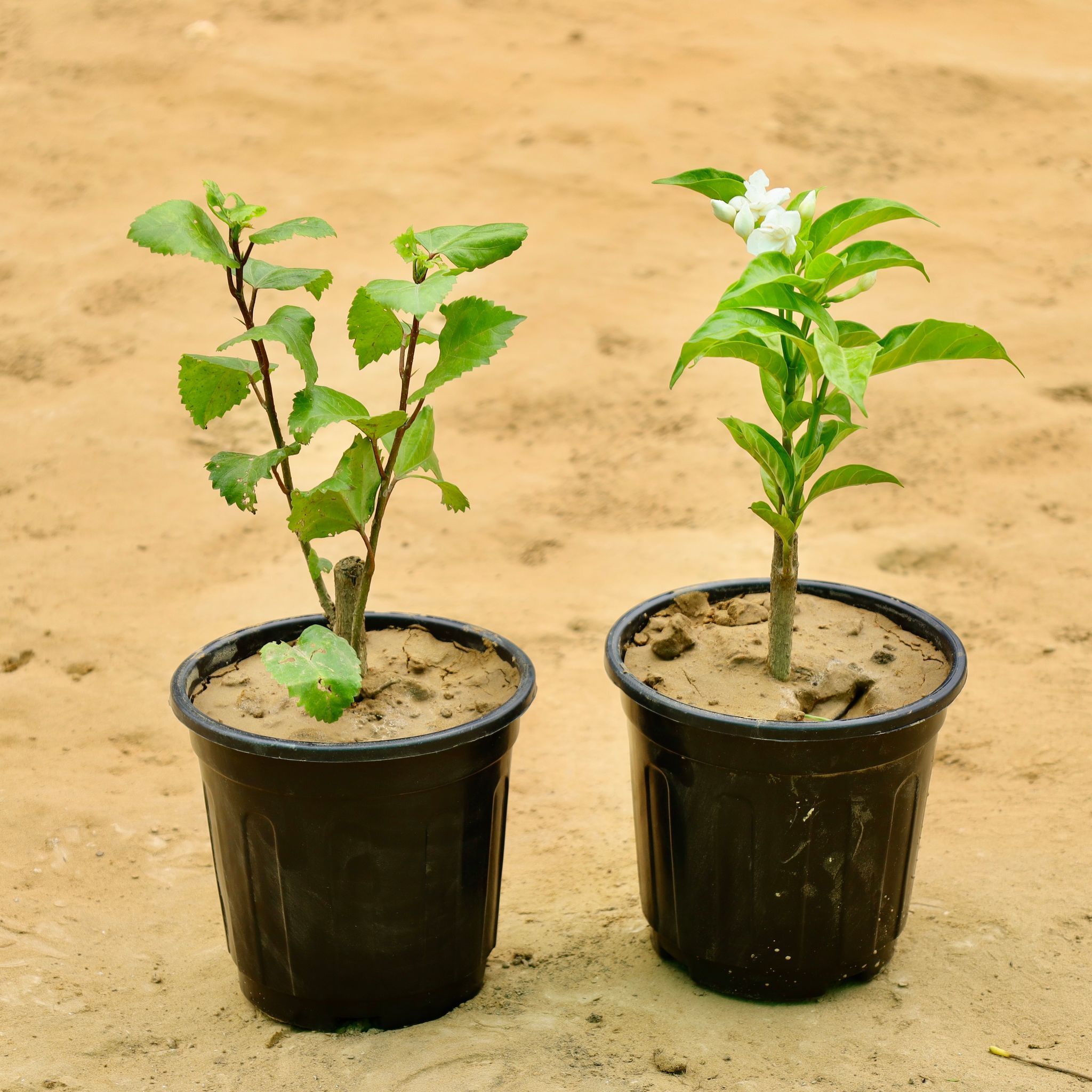 Set of 2 - Hibiscus & Mogra (any colour) in 6 Inch Nursery Pot