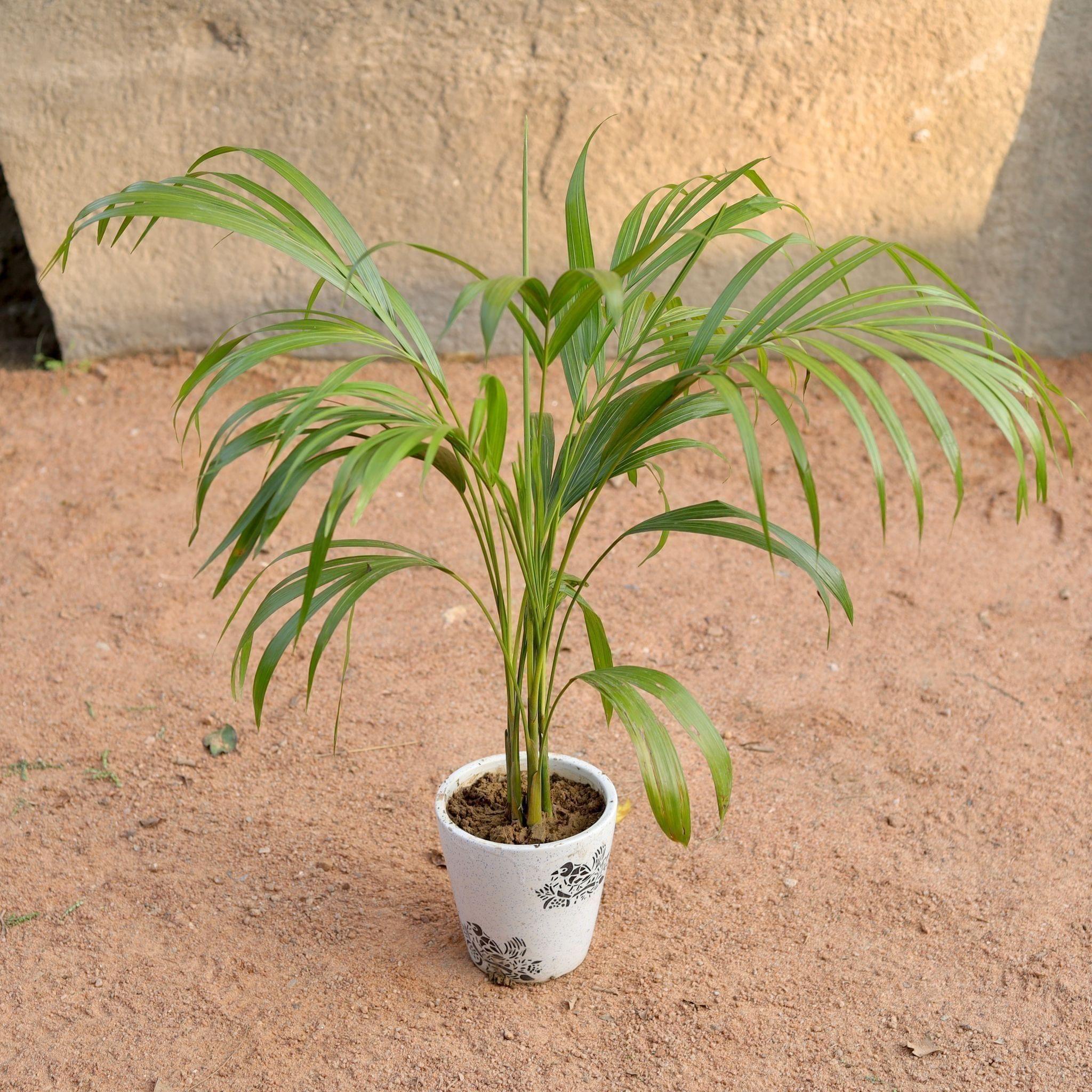 Dwarf Areca Palm (~ 2-3 Ft) in 6 Inch Ceramic Pot (Any Design,Colour)