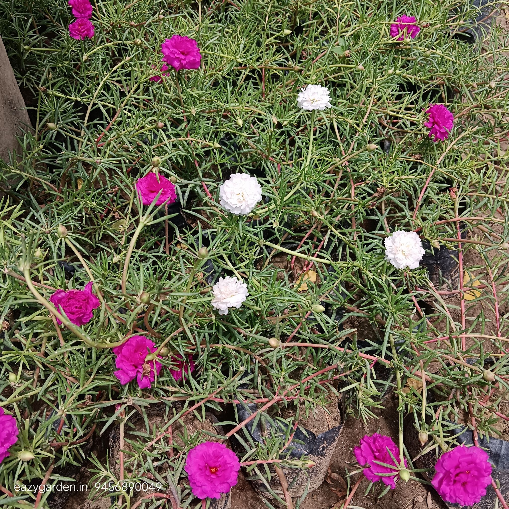 Portulaca Moss Rose (Any Colour) in 4 Inch Nursery Bag
