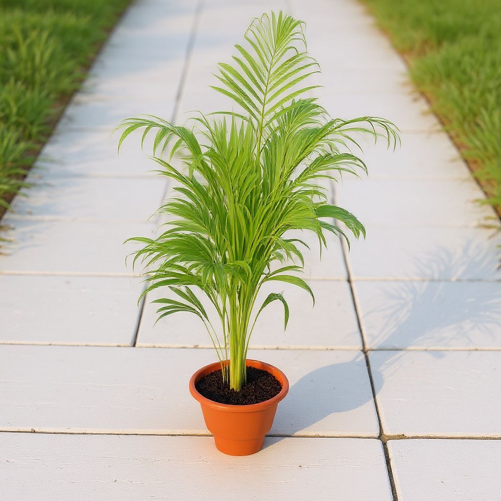 Areca Palm bushy in 10 Inch Terracotta Red Olive Plastic Pot