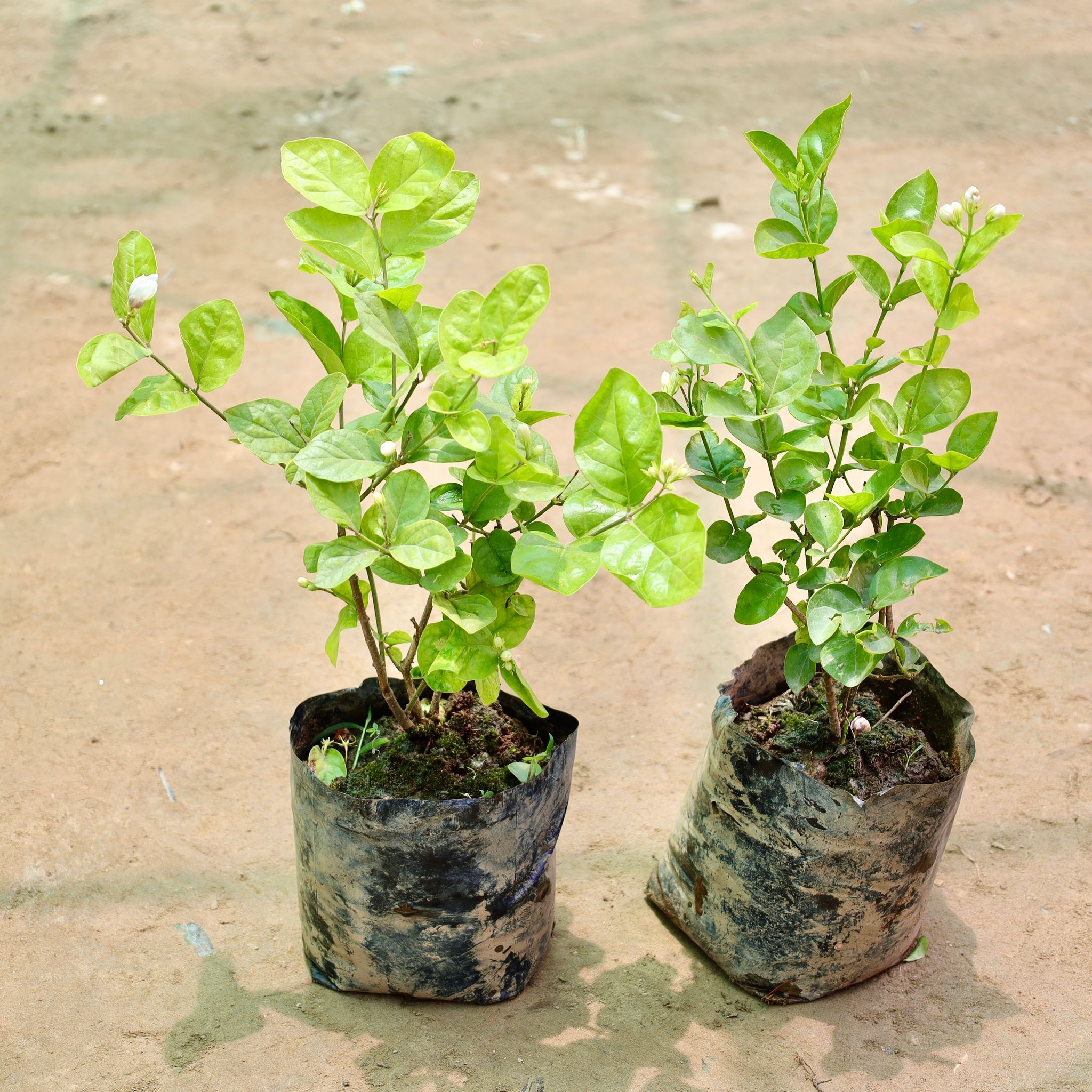 Set of 2 - Mogra / Motia Jasmine (Any Colour) (1-1.5 Ft) in 8 Inch Nursery Bag