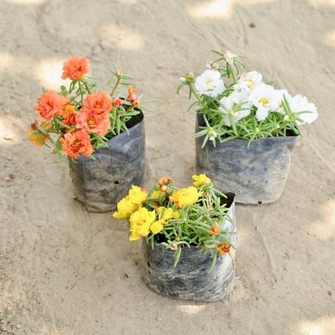 Summer Flowering: Set of 3 - Portulaca Moss Rose (Any Colour) in 4 Inch Nursery bag