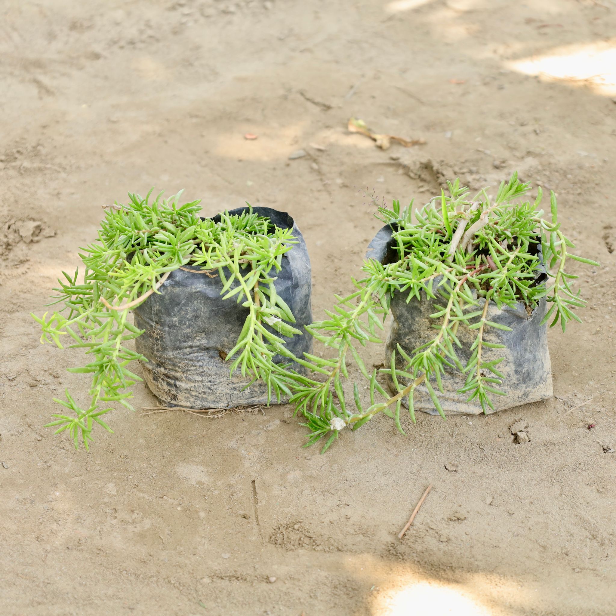 Portulaca Moss Rose (Any Colour) in 4 Inch Nursery bag