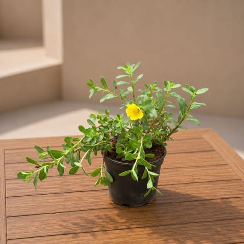 Portulaca Moss Rose Yellow in 4 Inch Nursery Pot