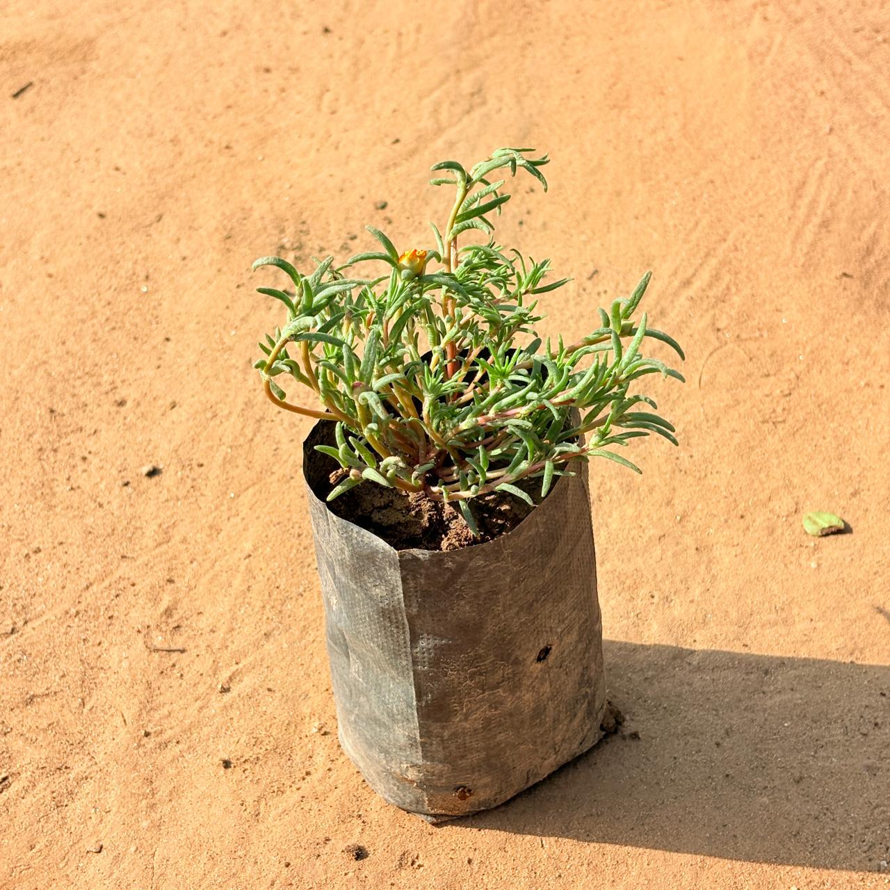 Portulaca Moss rose Desi (any colour) in 3 Inch Nursery Bag