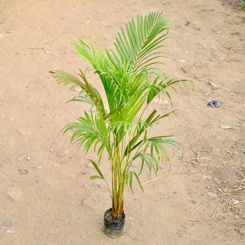 Areca Palm (~2.5  Ft) in 6 Inch Nursery bag