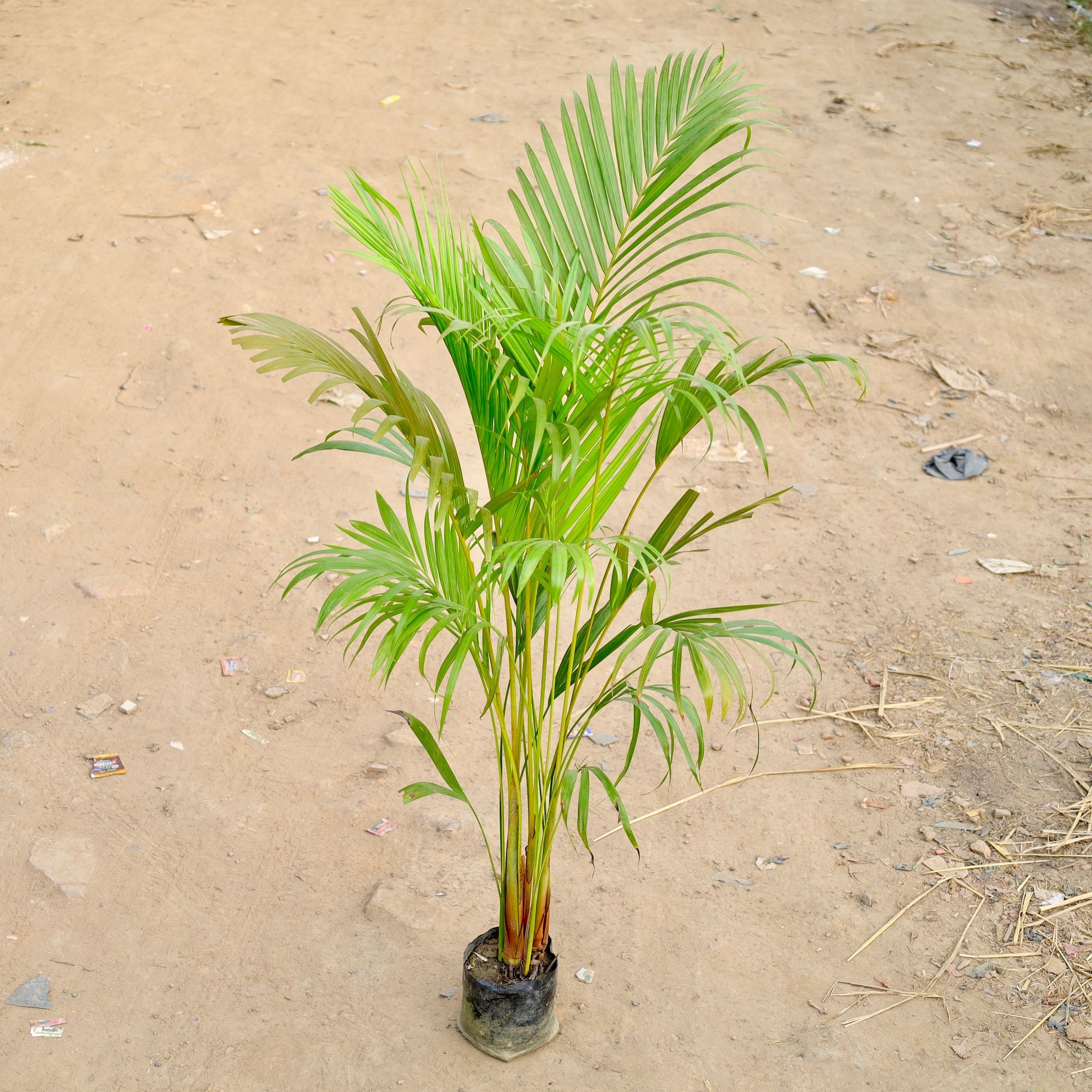 Areca Palm (~2.5  Ft) in 6 Inch Nursery bag