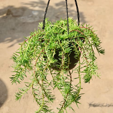 Portulaca / Moss Rose (Any Colour) in 8 inch Hanging Basket