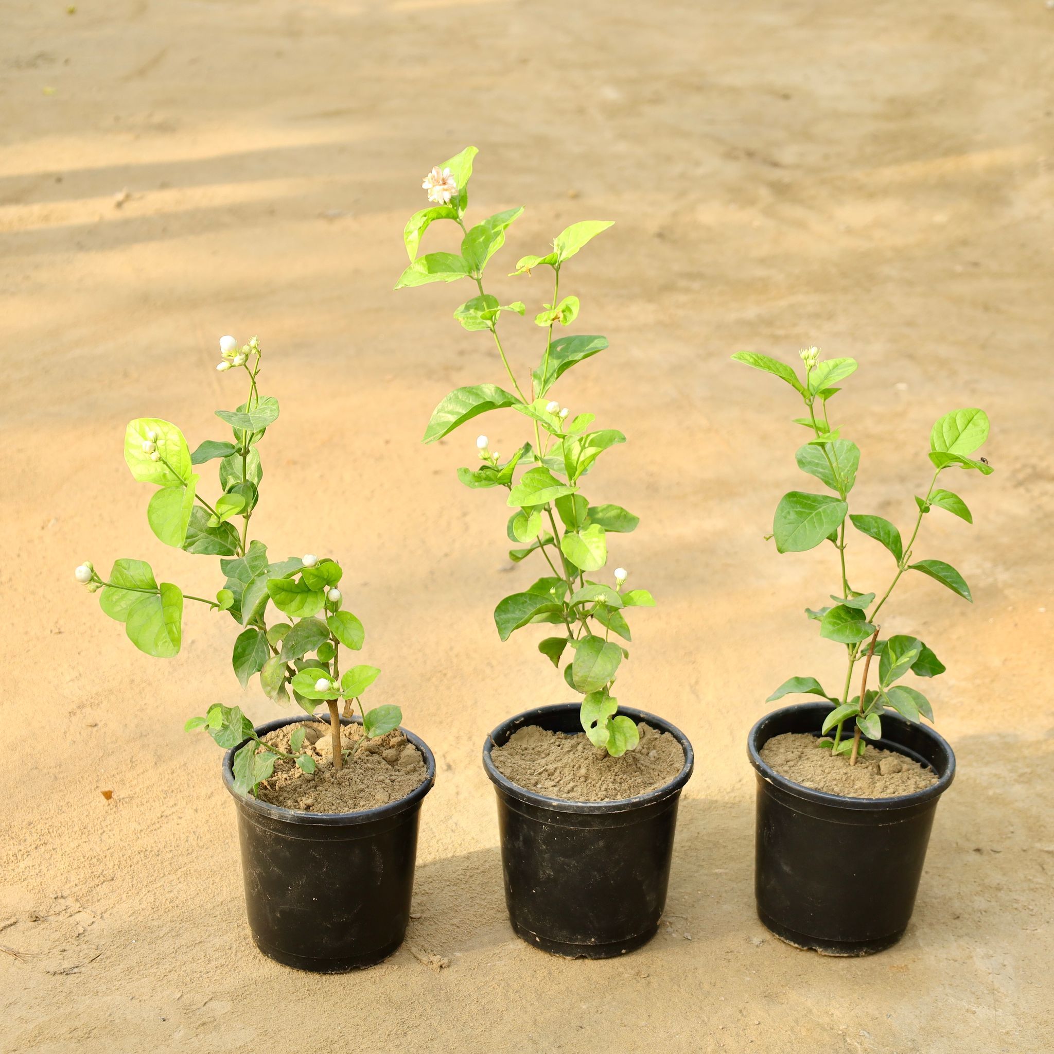 Set of 3 - Mogra / Jasmine (Any Colour) in 6 Inch Nursery Pot