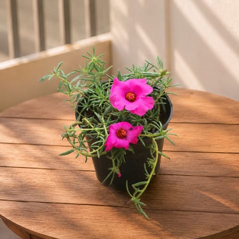 Portulaca Moss Rose (Any Colour) in 4 Inch Nursery Pot