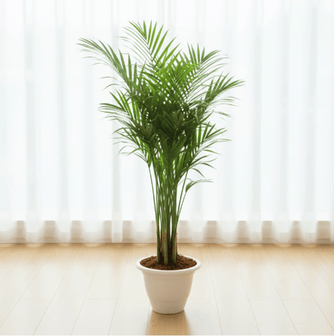Areca Palm (~ 4 Ft) in 10 Inch Classy White Plastic Pot