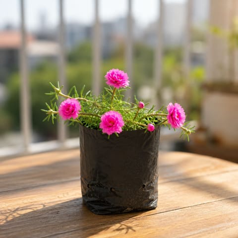 Portulaca Moss rose (any colour) in 4 Inch Nursery Bag