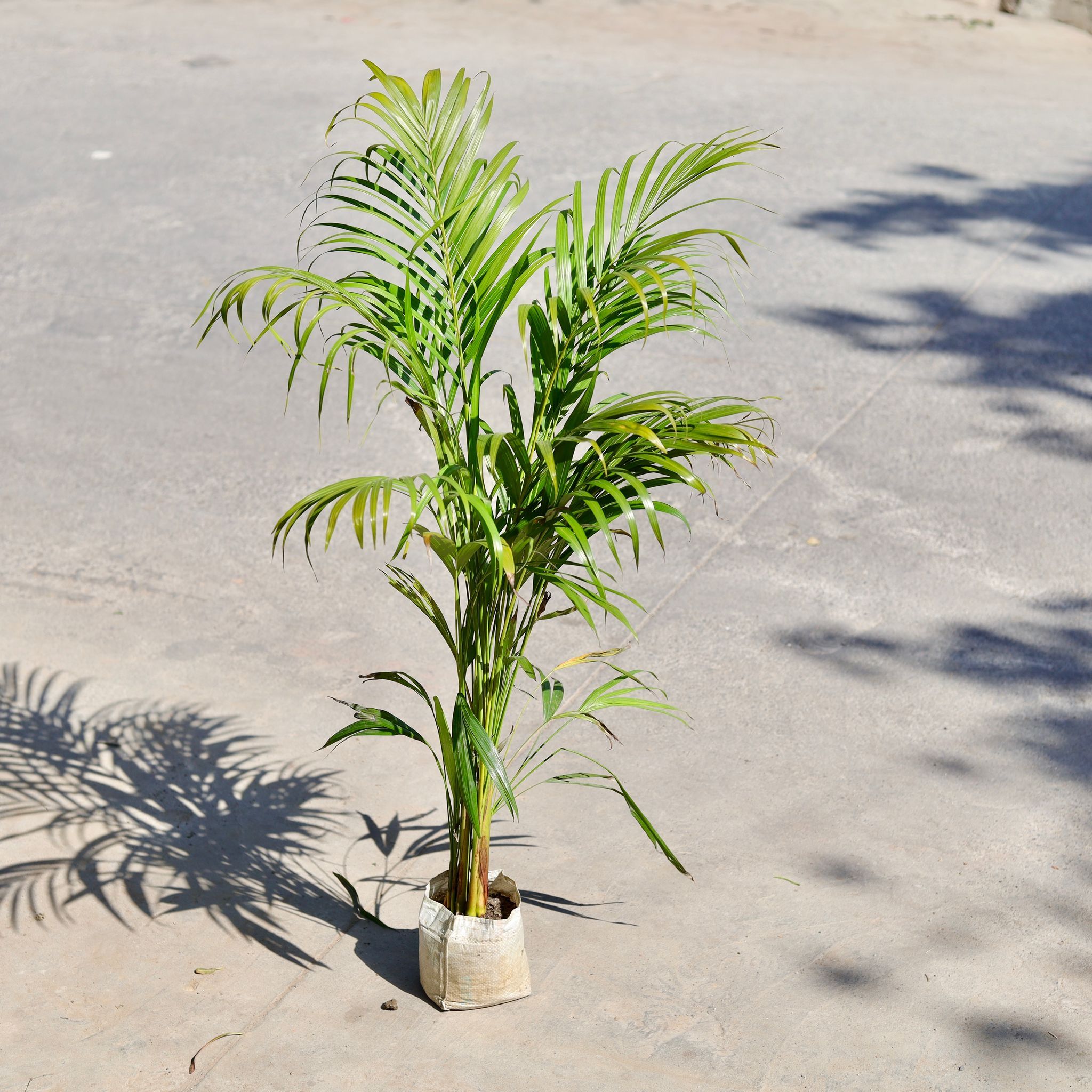 Areca Palm (~ 3 ft) in 6 Inch Nursery Bag