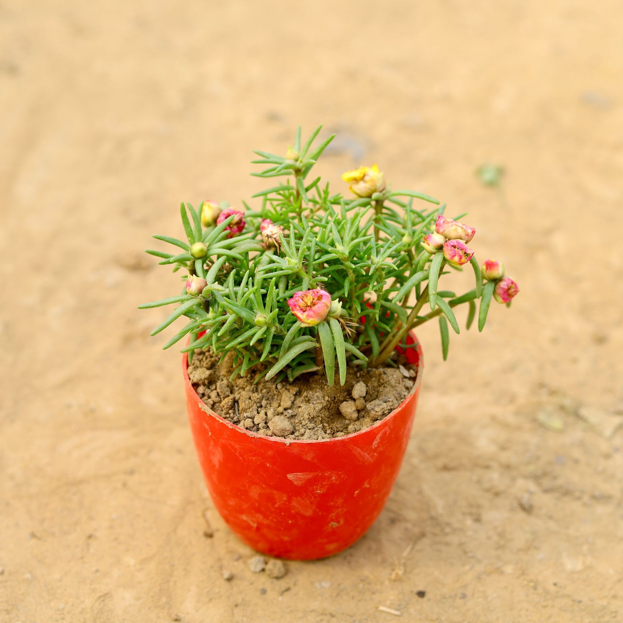 Portulaca Moss Rose (any colour) in 4 Inch Red Premium Orchid Round Plastic Pot