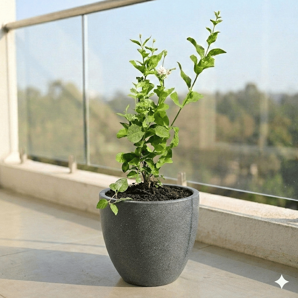Mogra/ Jasmine in 10 X 10 Inch Grey Premium Convessa Fiberglass Planter