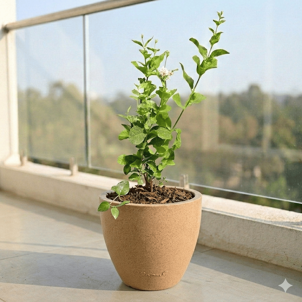 Mogra/ Jasmine in 10 X 10 Inch Sandstone Premium Convessa Fiberglass Planter