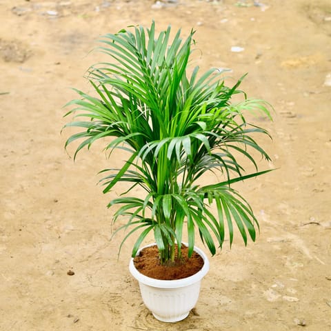 Areca Palm (~ 3.5-4 Ft) in 10 Inch White Olive Plastic Pot