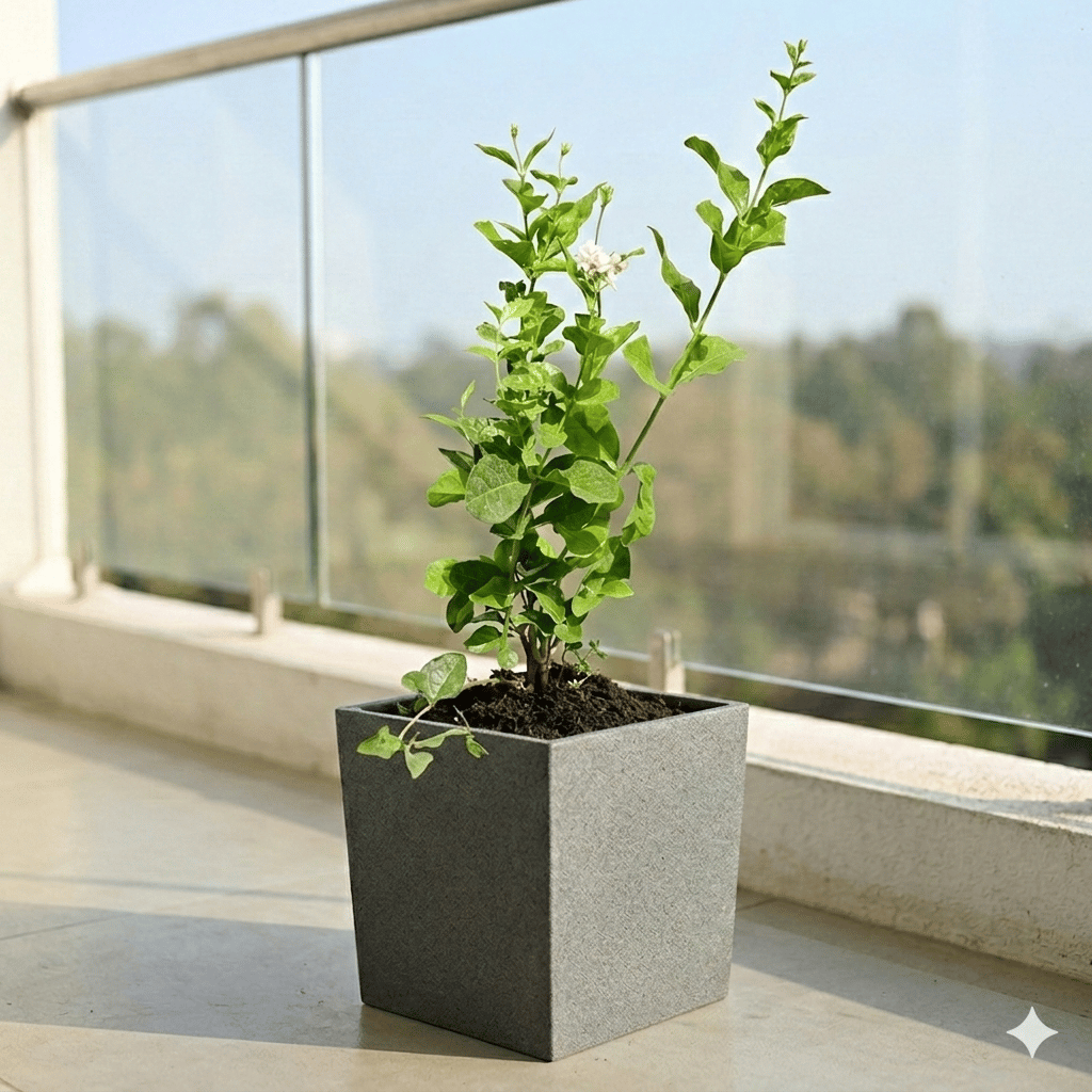 Mogra/ Jasmine in 8 X 8 Inch Grey Premium Kyvos Fiberglass Planter