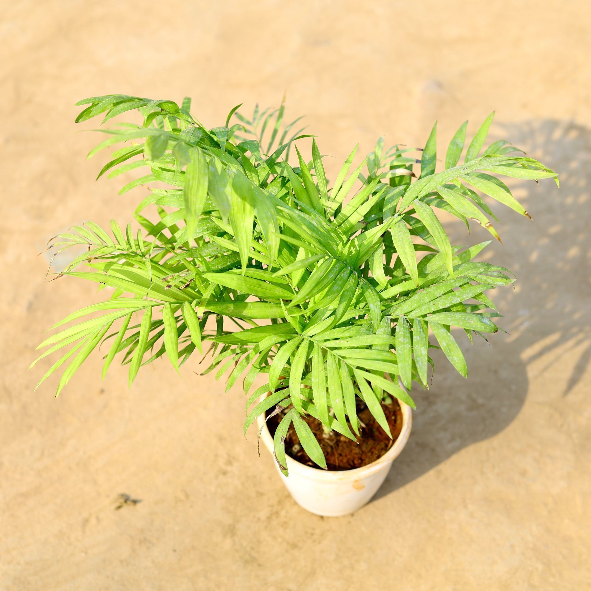 Chamaedorea Palm / Table Areca in 4 Inch White Nursery pot