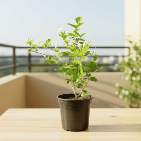 Motia / Mogra White in 6 Inch Black Nursery Pot