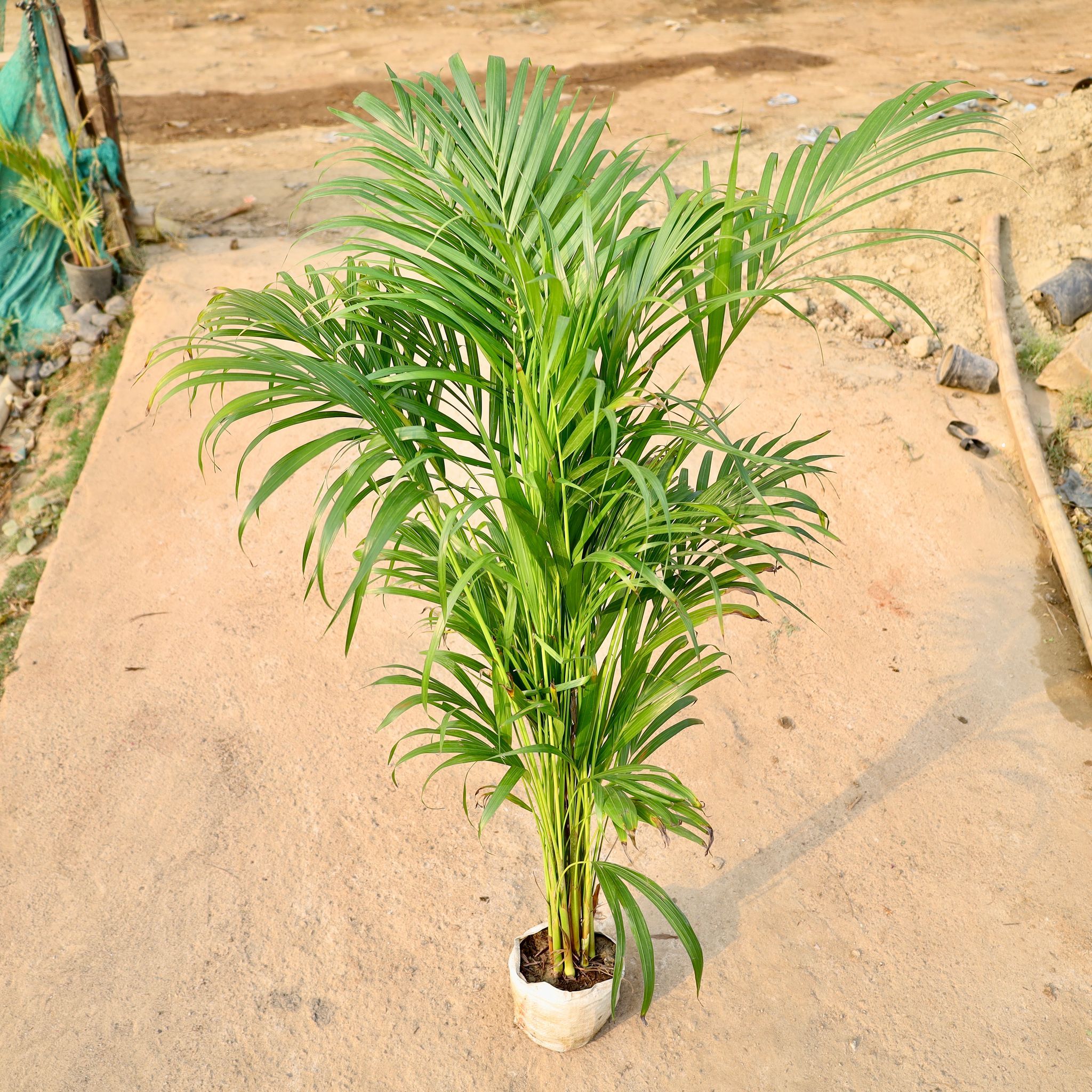 Areca Palm in 7 Inch Nursery Bag