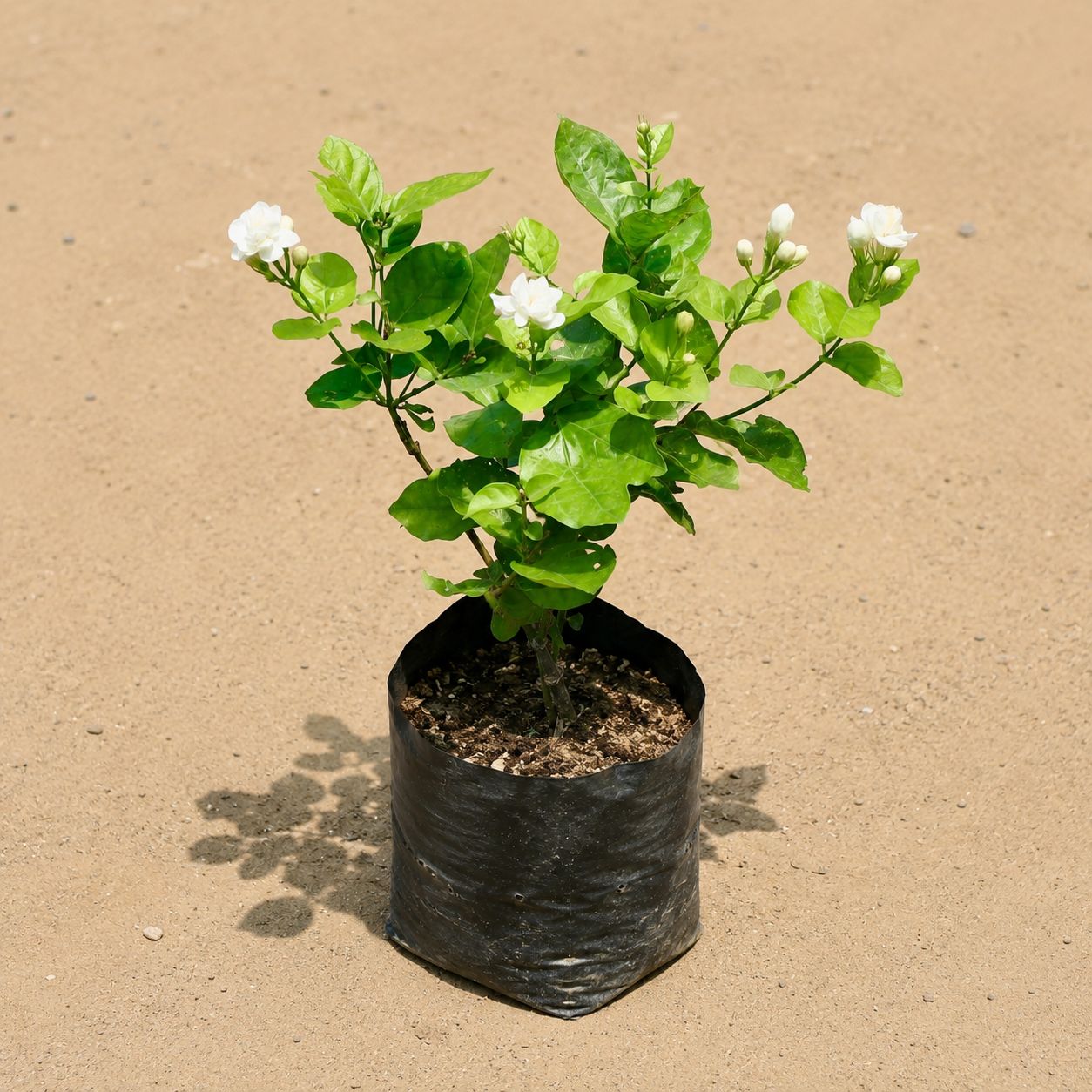 Mogra / Jasmine White Pune in 6 Inch Nursery Bag