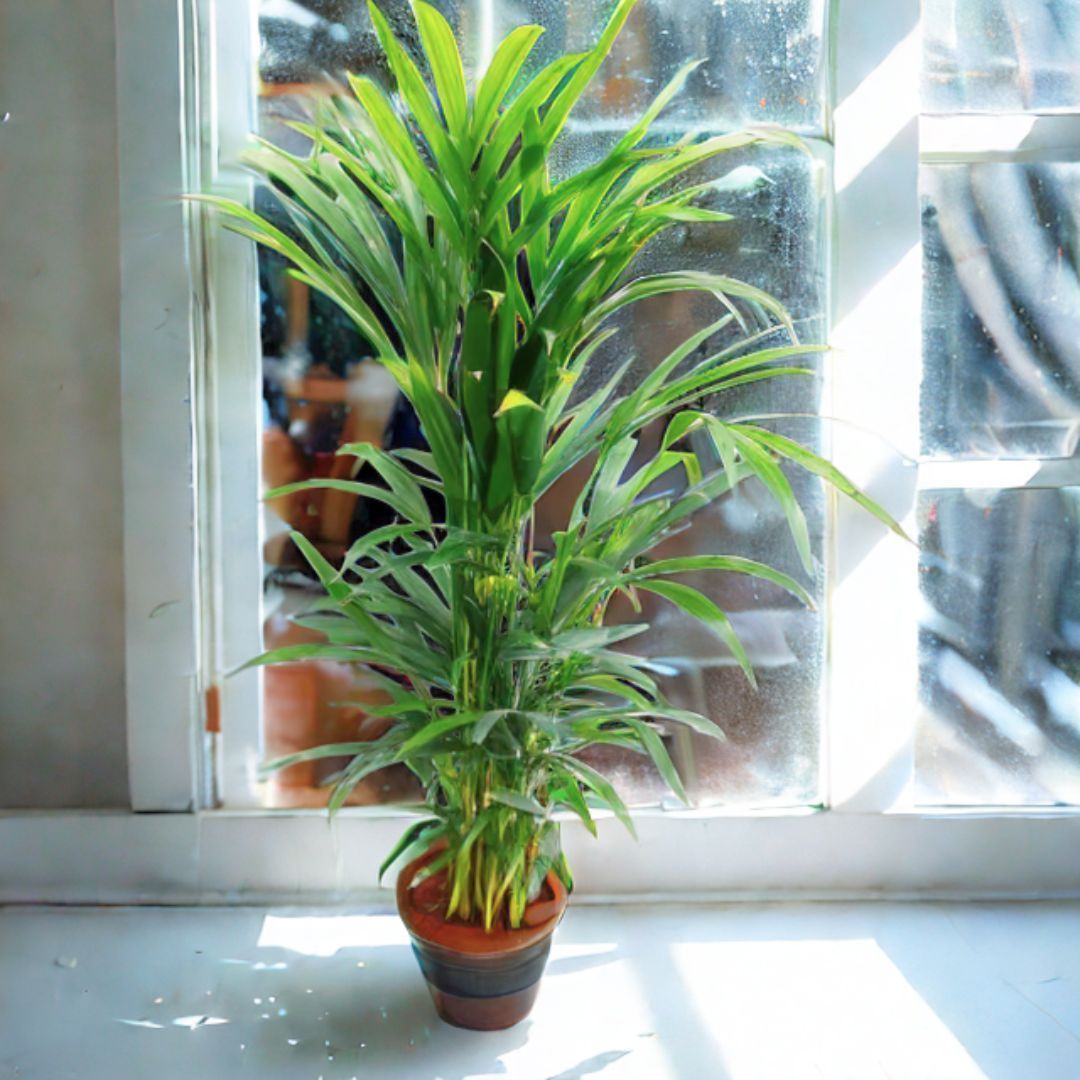 Areca Palm (~ 2 Ft) in 6 Inch Nursery Pot