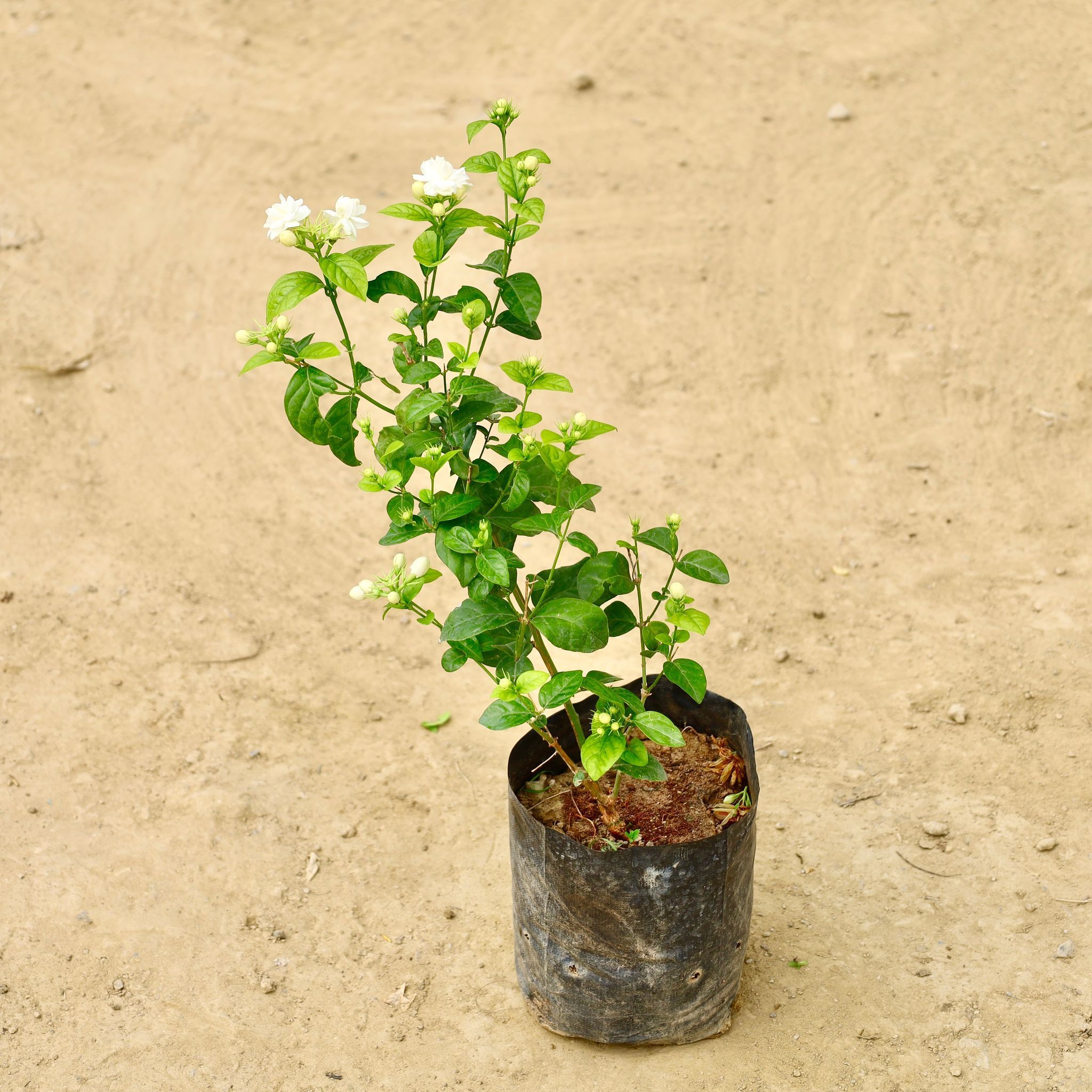 Mogra / Motia Jasmine (any colour) in 6 Inch Nursery Bag