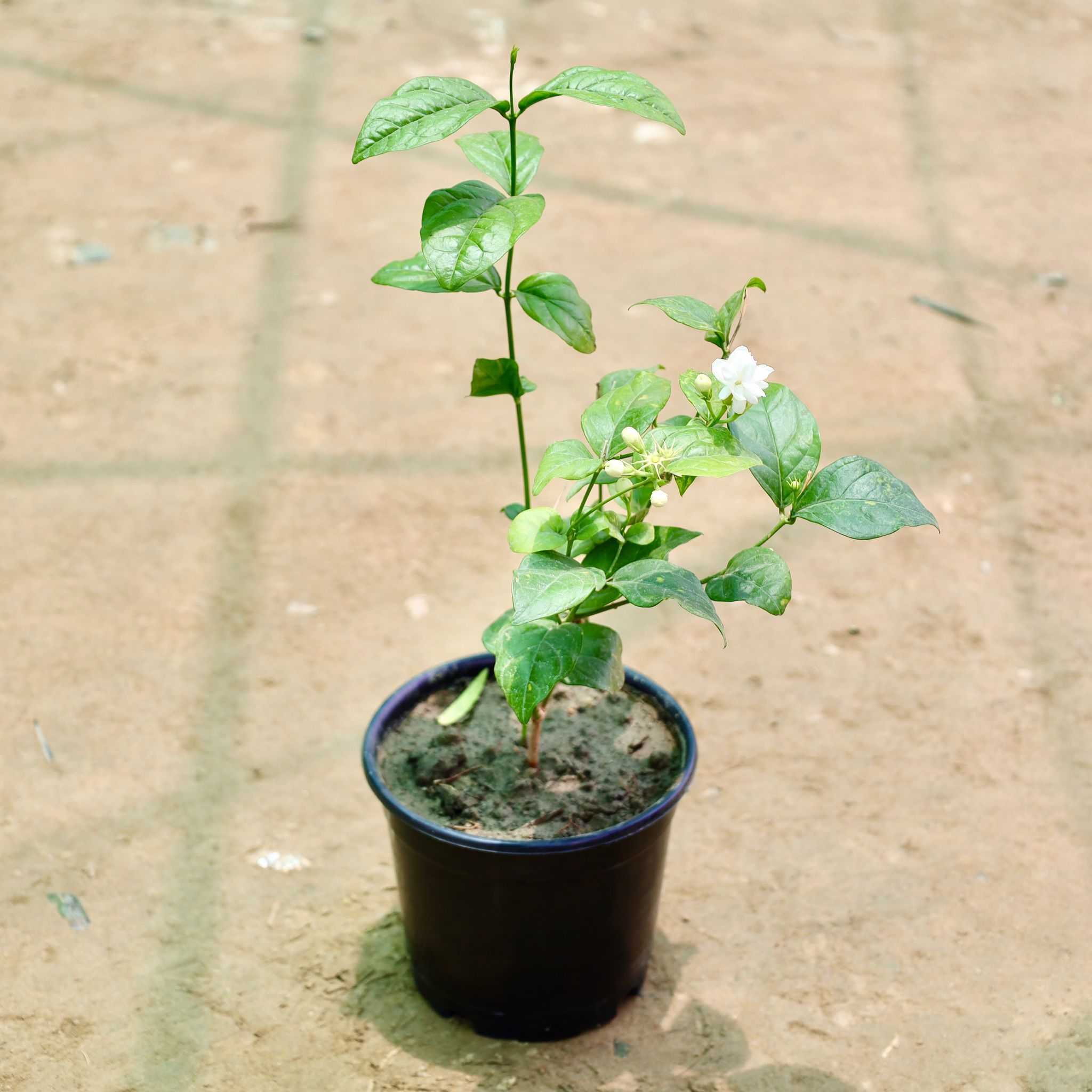 Mogra / Motia Jasmine (Any Colour) in 6 Inch Nursery Pot
