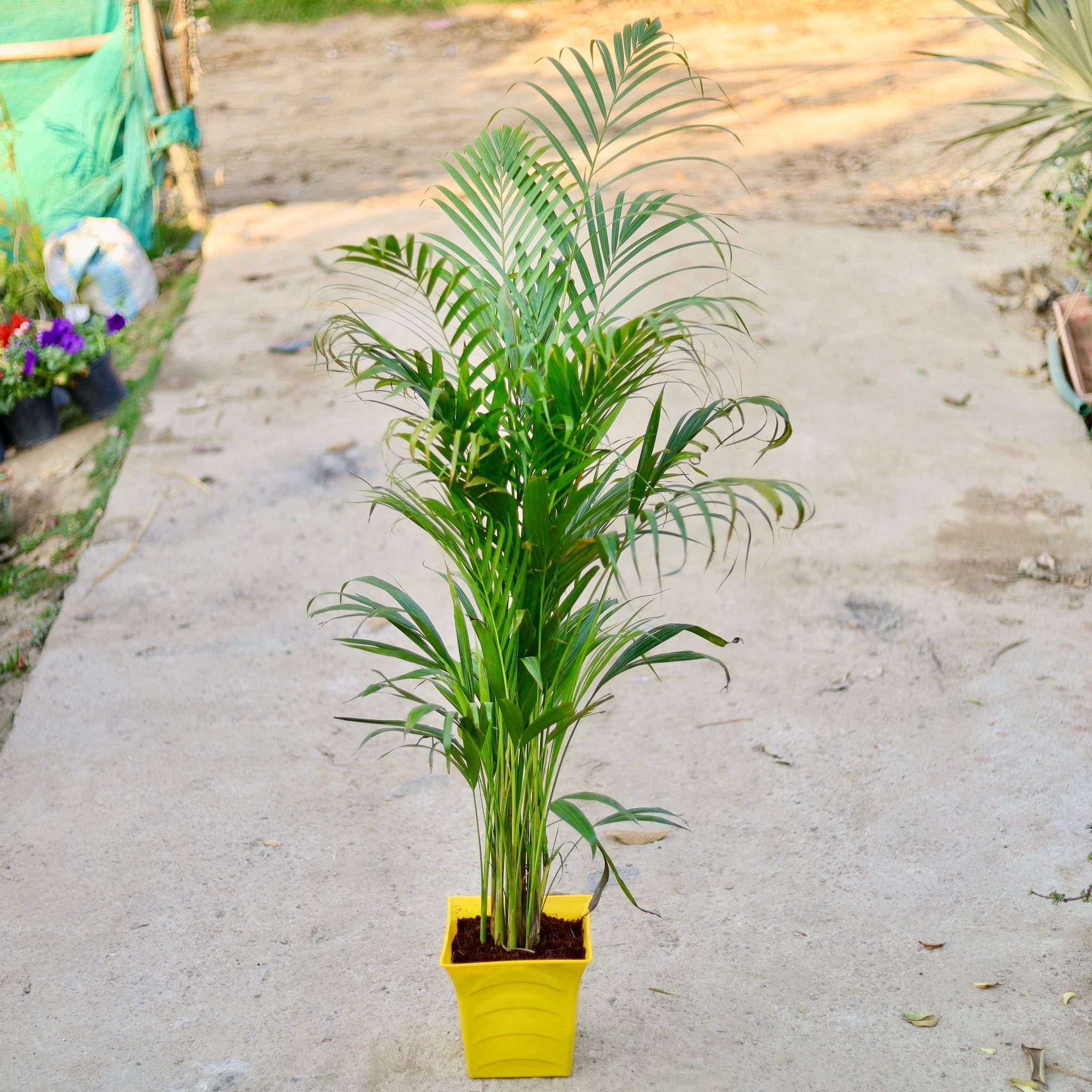 Areca palm in 8 Inch Yellow Premium Tokyo Square Plastic Pot
