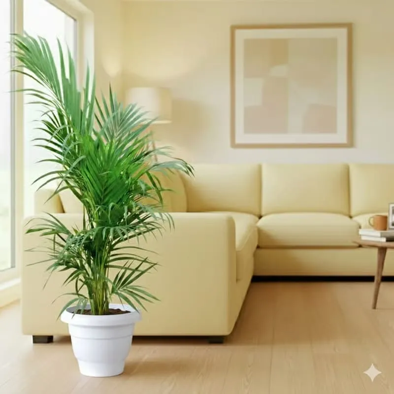 Areca palm (2.5ft) in 10 Inch Classy White Plastic Pot