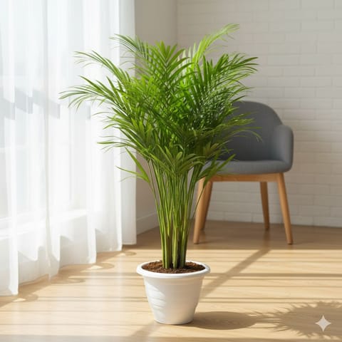 Areca Palm 3-4 ft in 10 Inch White Classy Plastic Pot
