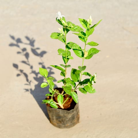 Mogra / Motia Jasmine (any colour) in 8 Inch Nursery Bag