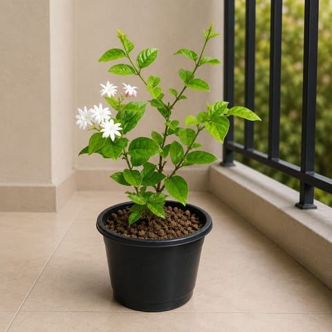 Mogra / Motia Jasmine all season pune variety in 6 Inch Nursery Pot