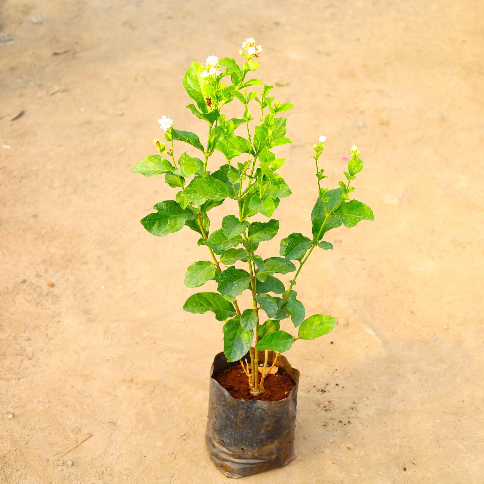 Mogra / Motia Jasmine all time in 8 Inch Nursery Bag