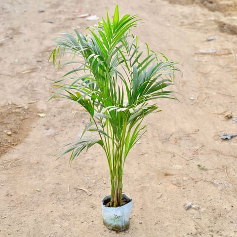 Areca Palm (~2.5 - 3 Ft) in 6 Inch Nursery Bag