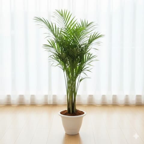 Areca Palm (~ 4 Ft) in 10 Inch White Classy Plastic Pot