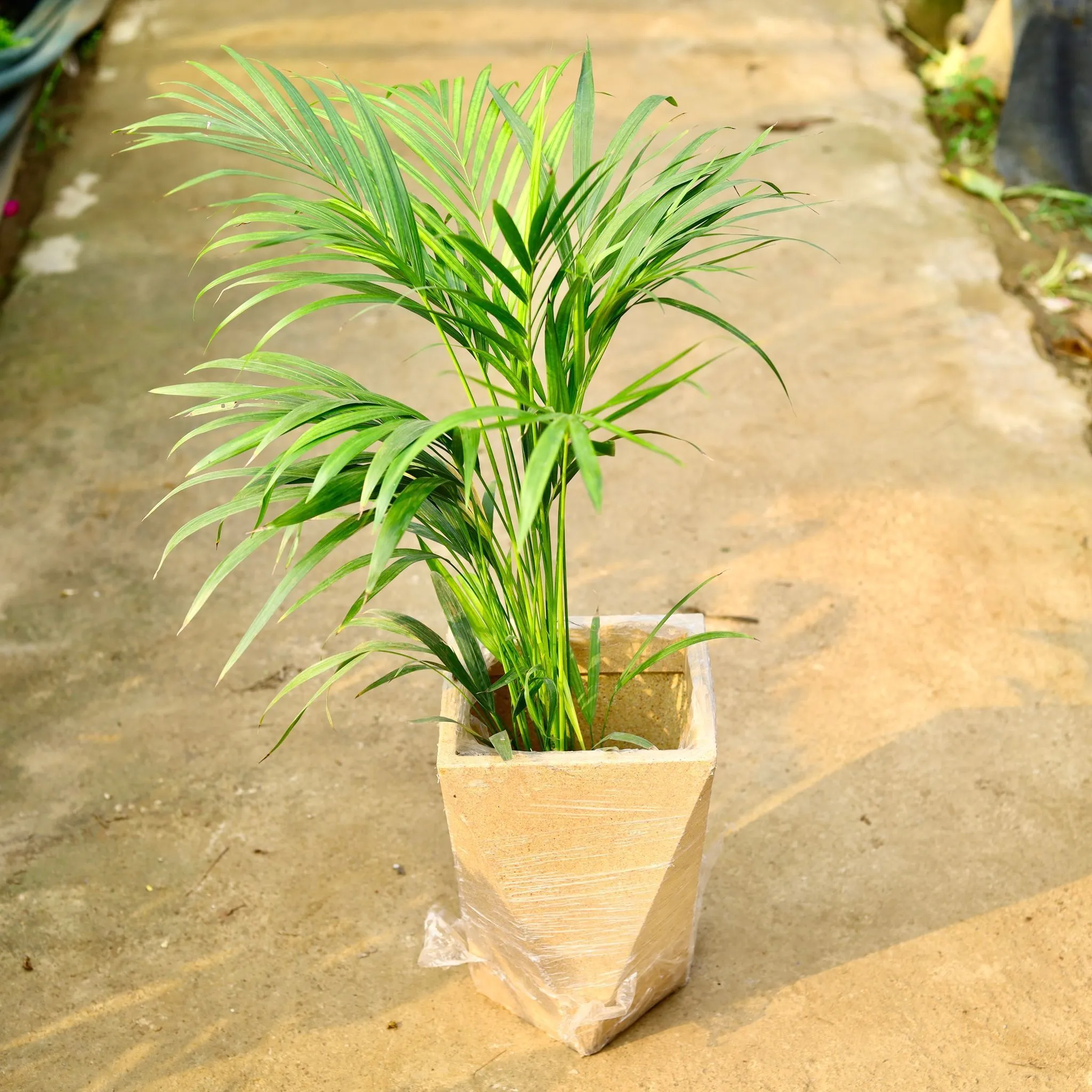 Areca Palm (~ 3 ft) in 8 X 12 Inch Sandstone Premium Fantasia Fiberglass Planter- Durable large size decorative fiber pot for indoor outdoor plants with 5 year warranty