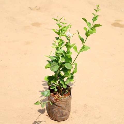 Mogra / Jasmine (Any Colour) Pune in 6 Inch Nursery Bag | Fragrant | Flowering