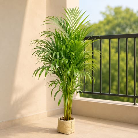 Areca Palm (~ 3 - 3.5 Ft) in 5 Inch Nursery Bag | Air Purifying | Home & Office Decor