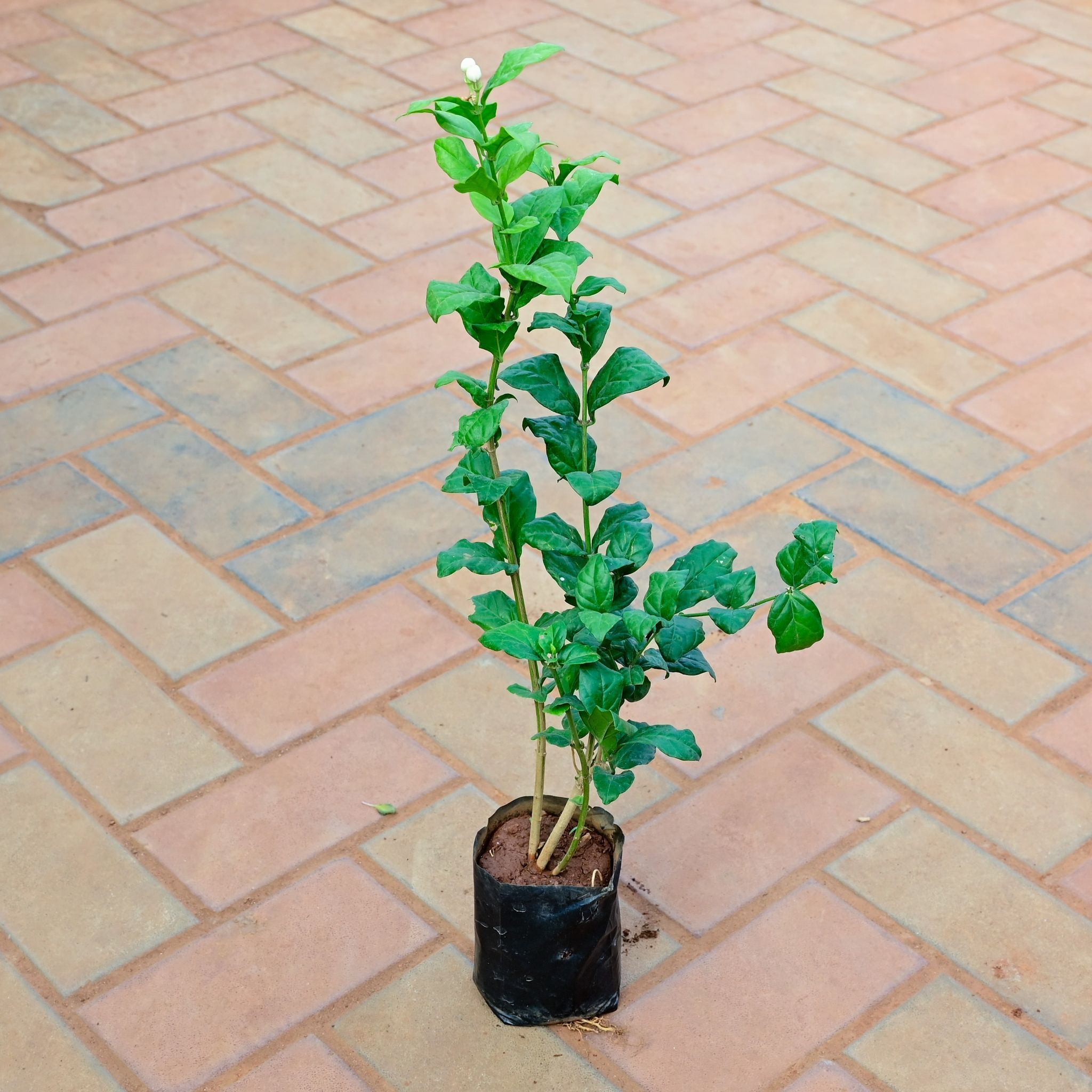 Mogra / Jasmine in 4 Inch Nursery Bag | Fragrant | Flowering