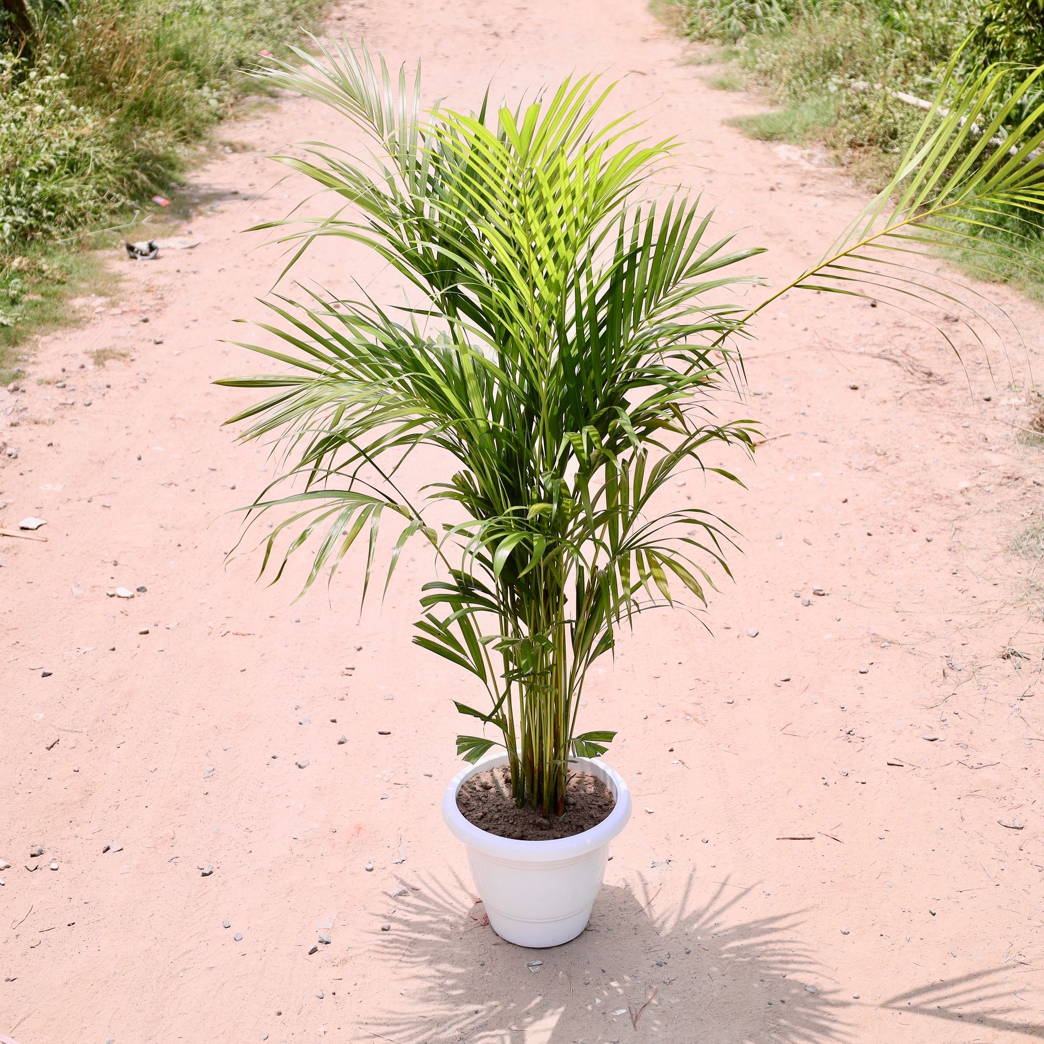 Areca Palm (4-5 Ft) in 12 Inch White Classy Plastic Pot