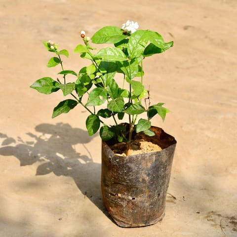 Mogra / Jasmine in 8 Inch Nursery Bag