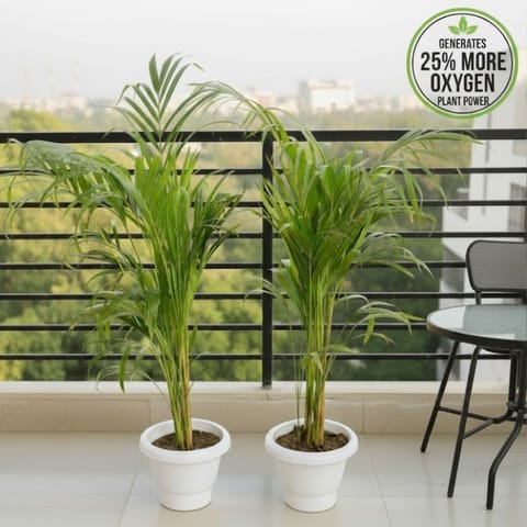 Air Purifier Set of 2 - Areca Palm (3 - 3.5 Ft) in 8 Inch White Classy Plastic Pot