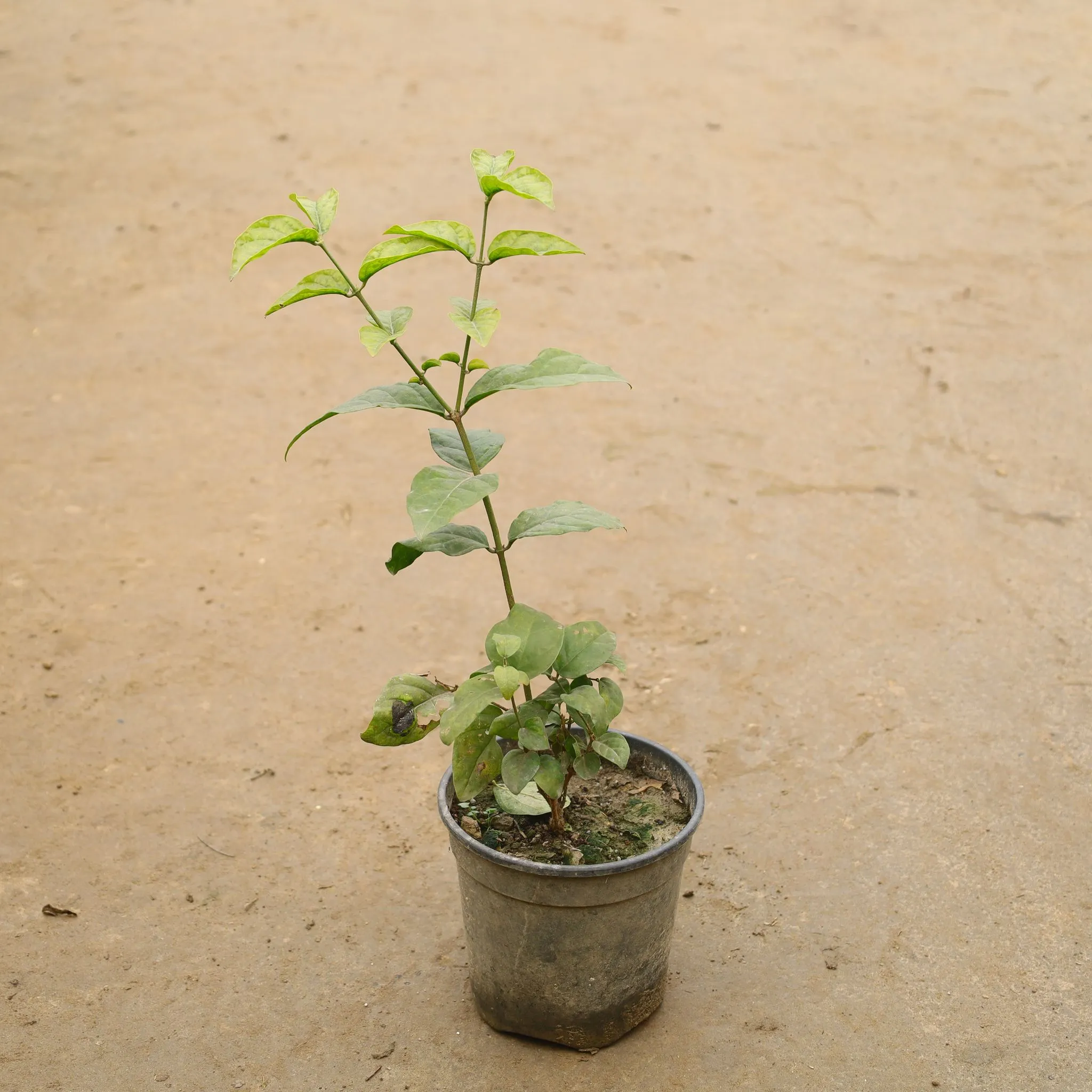 Jasmine/ Mogra White In 6 Inch Nursery Pot