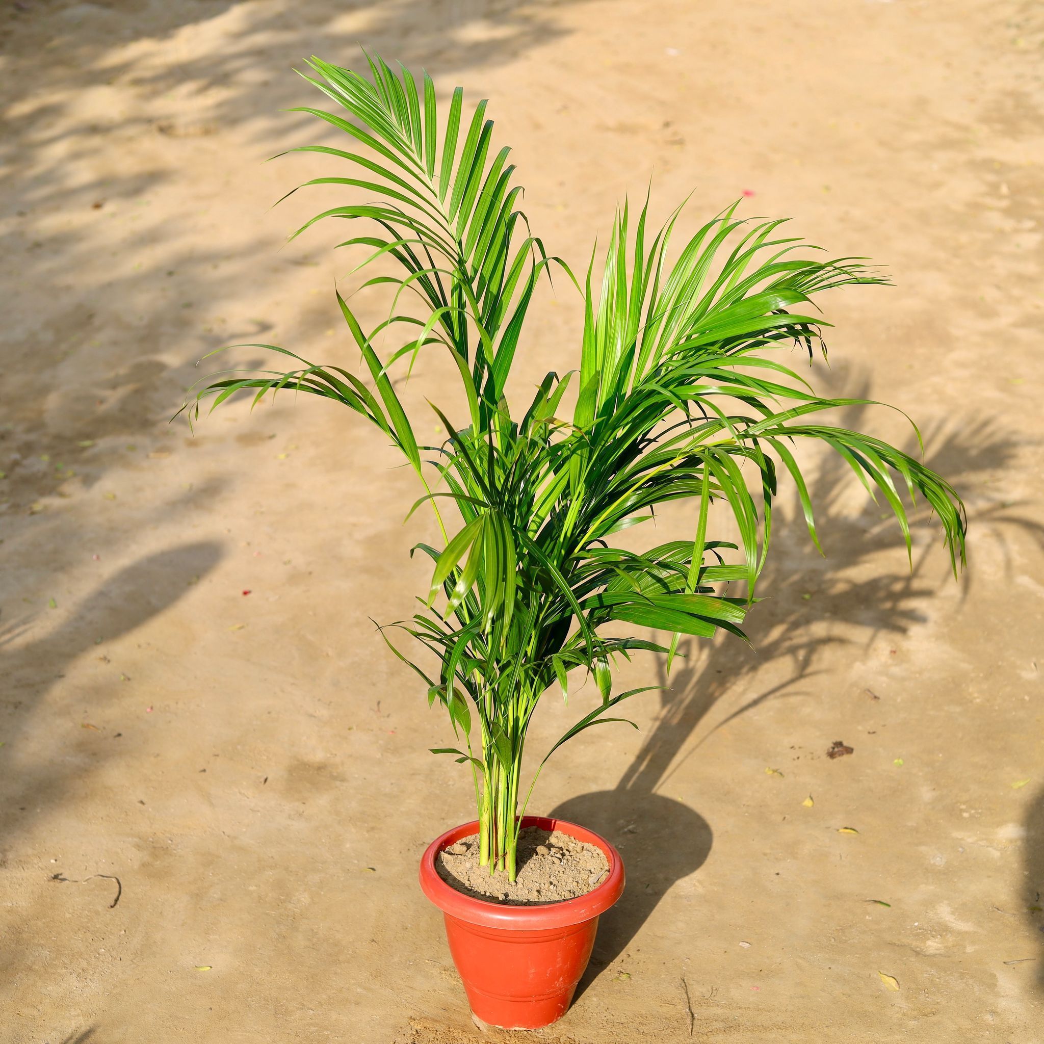 Areca Palm Bushy in 10 Inch Red Classy Pot