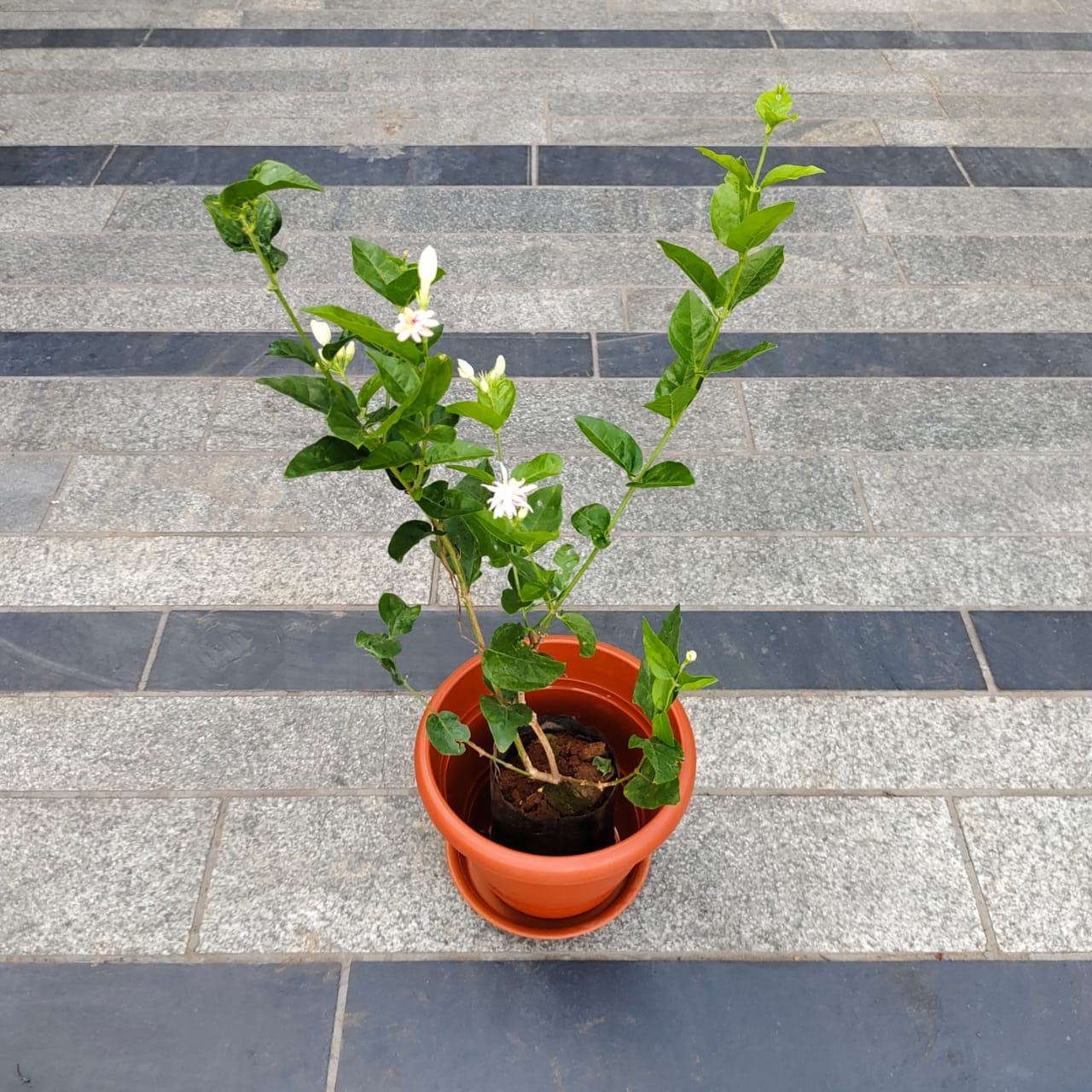 Mogra / Jasmine in 8 Inch Terracotta Red Classy Plastic Pot with tray