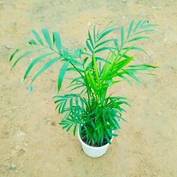 Bushy Table Areca Palm in 4 Inch Pot